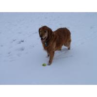 雪地里的小狗,宠物肖像定制油画