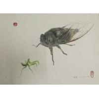 知了鸣蝉与螳螂，超写实彩铅画